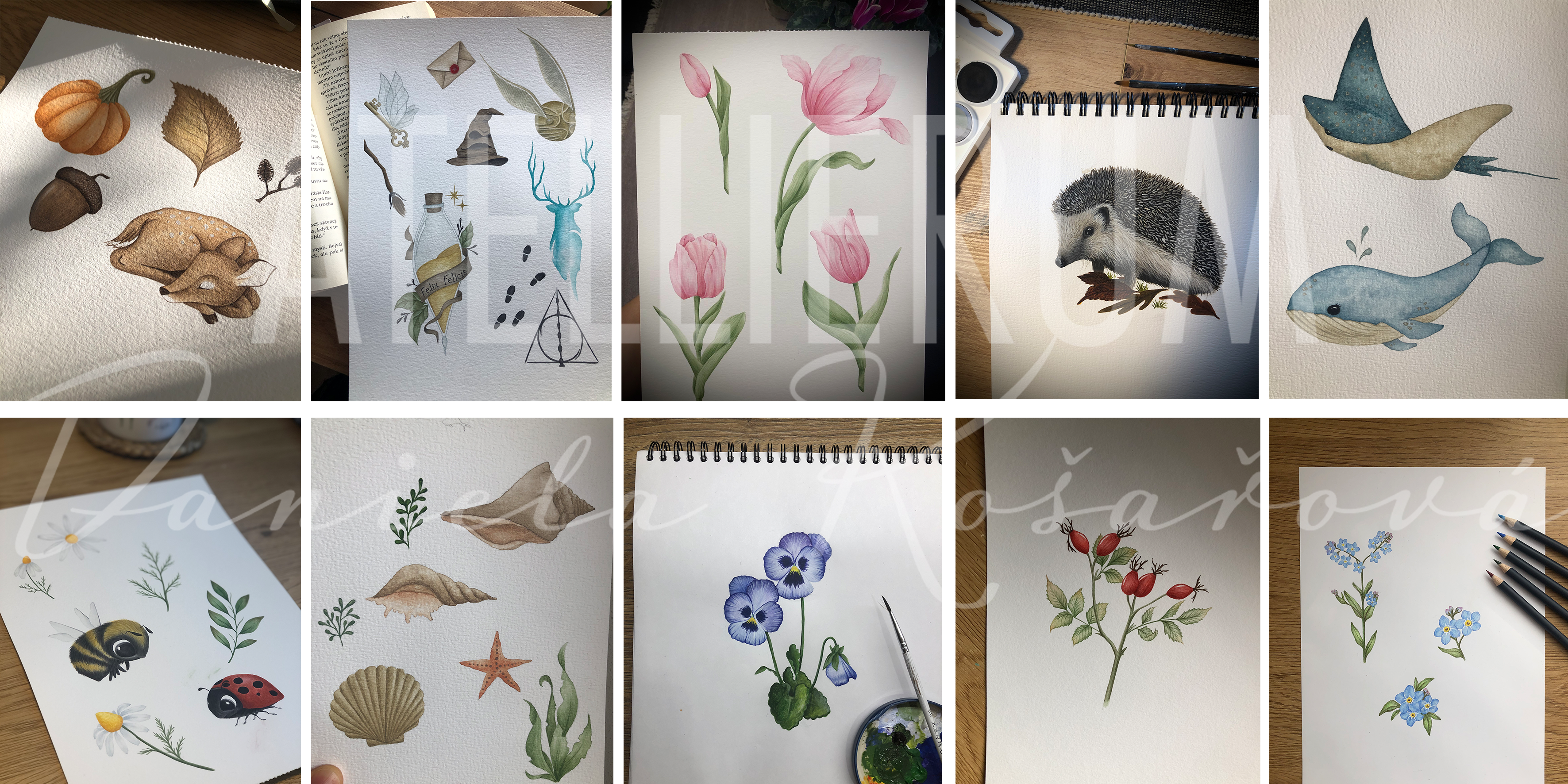 ILUSTRACE