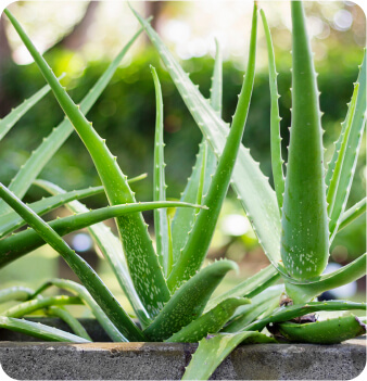 Aloe Barbadensis Miller