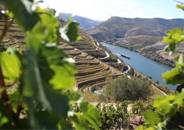 VINAŘSKÉ OBLASTI PORTUGALSKA – FASCINUJÍCÍ SVĚT RŮZNORODOSTI