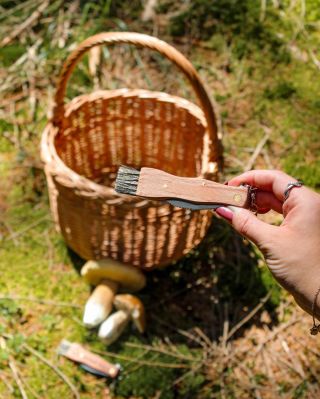 Wachsen sie schon? 🍄 Die Pilzsaison ist da! 🌲 Vergessen Sie Plastiktüten, darin werden Pilze nur feucht und verderben...