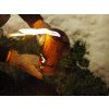 11124 svedsky ohen s kurou