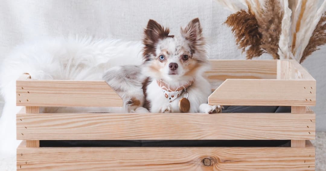 Kist_als_honden_of_kattenmand