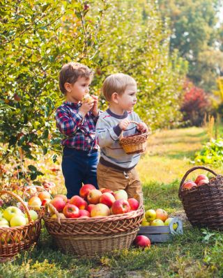 Košare pripraviti, pridelek se je začel pobirati! 🍎 Avgust je mesec obilja. Jabolka, slive, pozna zelenjava… Naše pletene...