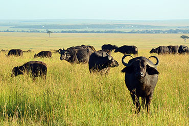 Pravé africké Safari