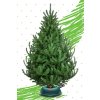 1382058 zivy vianocny stromcek normandska jedla 1 triedy zeleny 300 400cm