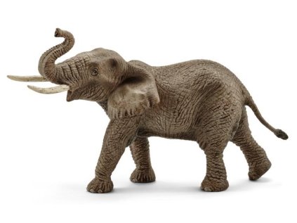 slon africky samec 91936