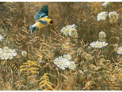 COBBLE HILL Puzzle Krajka královny Anny a americký zlatobýl 500 dílků