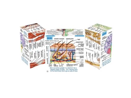 Zoobookoo Kniha v kocke Ľudské telo