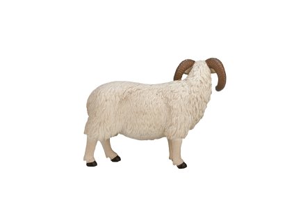 Mojo Hampshire baran