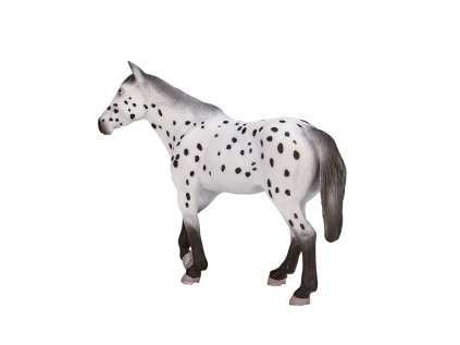 Mojo Appaloosa žrebec