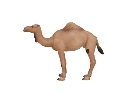 Mojo Ťava jednohrbá