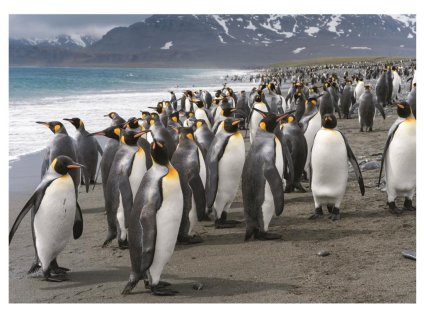 Dino Puzzle Tučniaci 1000 dielikov