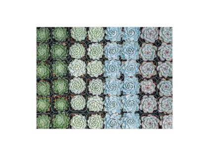 Galison Obojstranné puzzle Sukulenty 500 dielikov