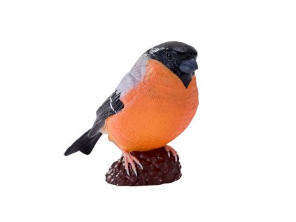 Mojo Hýľ obyčajný