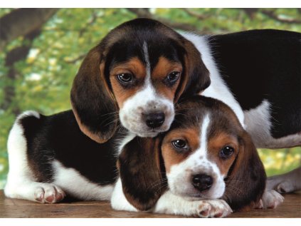 CLEMENTONI Puzzle Spolu 500 dílků