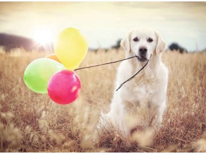 RAVENSBURGER Puzzle Labrador s balónky 500 dílků
