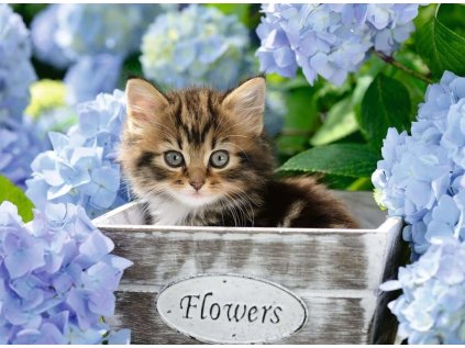 RAVENSBURGER Puzzle Malé kotě XXL 300 dílků