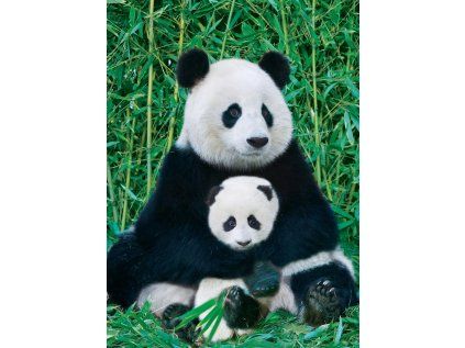 puzzle panda a mlade 1000 dilku 170823