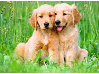 puzzle stenatka 500 dilku 256454