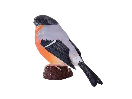 Mojo Hýľ obyčajný