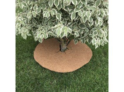 kokoskruh tree