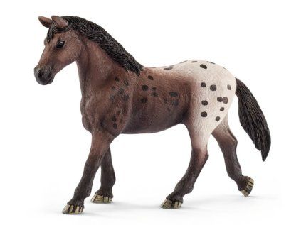 appaloosky kun kobyla 47560