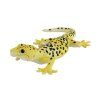 MJ381077 Leopard Gecko 2