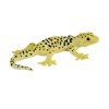 MJ381077 Leopard Gecko 1