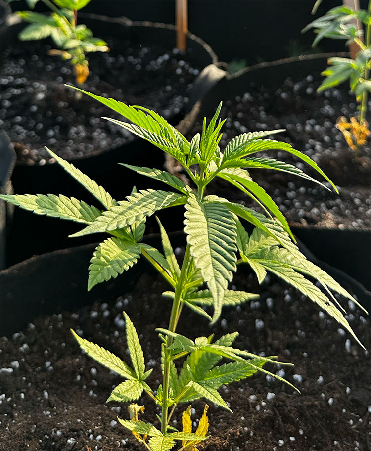 Konopí vs. marihuana: Jaký je hlavní rozdíl?