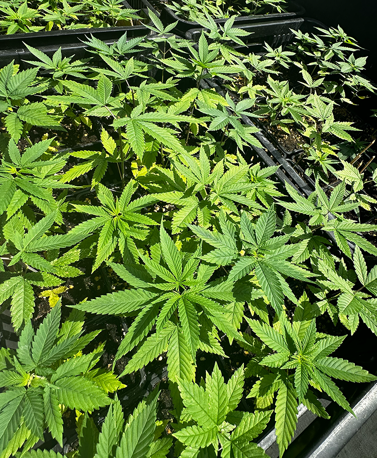 Co je to CBD neboli kanabidiol? Účinky, použití, benefity