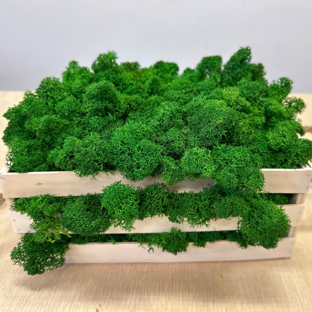 Aurimoss – detail stabilizovaného machu