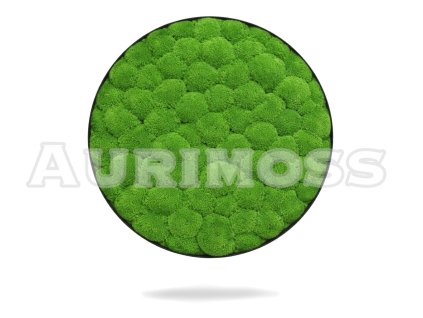 Rundes Moosbild mit Kugelmoos