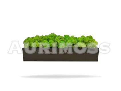 Drewniany wazon z porostem