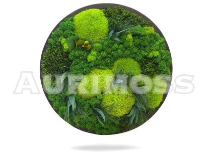 Machový kruhový obrázok – mix machov a rastlín – Prírodná rovnováha