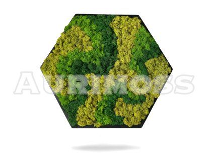 Dekoratívny machový obraz s lišajníkom Hexagon – Aurimoss
