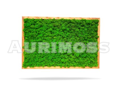 Obraz z mchu z porostami