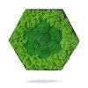 Hexagónový machový obraz s lišajníkom a kopcovým machom – Aurimoss