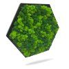 Dekoratívny machový obraz s lišajníkom Hexagon – Aurimoss
