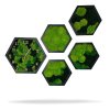 Set aus Moos-Wanduhren und Moosbildern – Hexagone