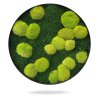 Rundes Moosbild aus Hügelmoos und Flachmoos – Moosrelief