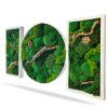 Set machových obrazov Ozveny machu pohľad z boku 2 – Aurimoss