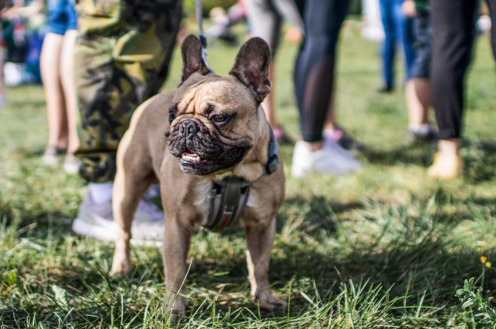 Aurio podpořilo akci na záchranu psů z množíren