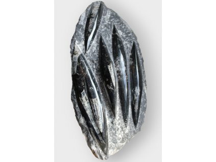 Orthoceras fosilie deska (2) - 31x14,5cm