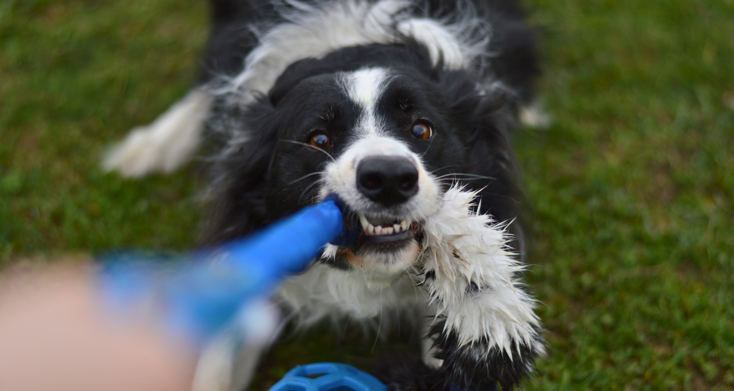 Ako predĺžiť životnosť tréningovej hračky?