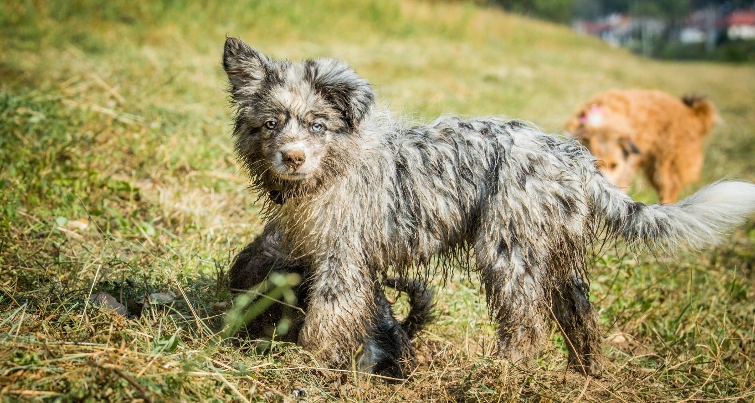 Priniesli sme si šteniatko