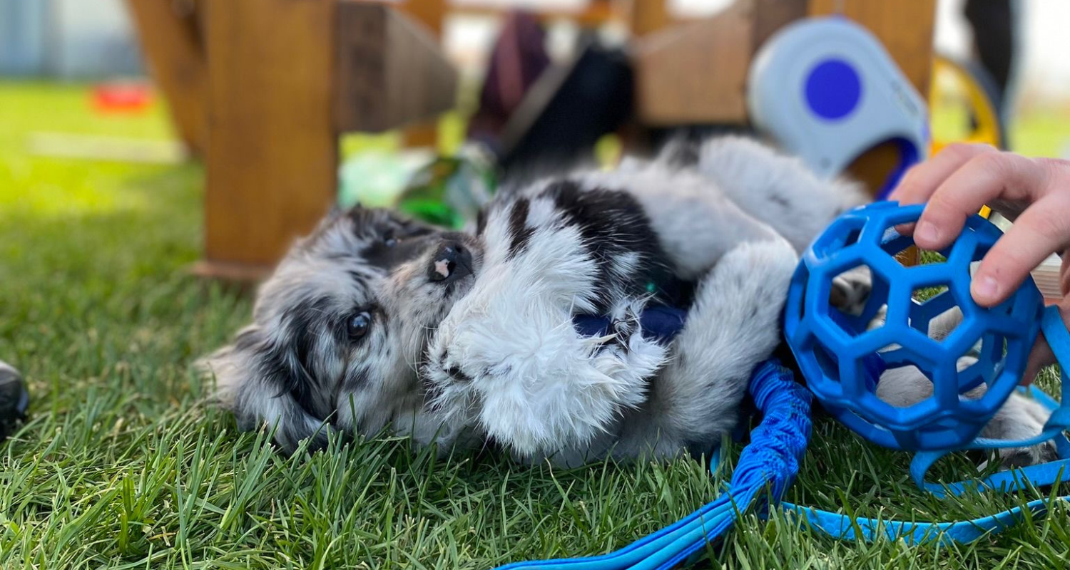 Kedy začať cvičiť šteniatko? (a čo ho naučiť ako prvé)