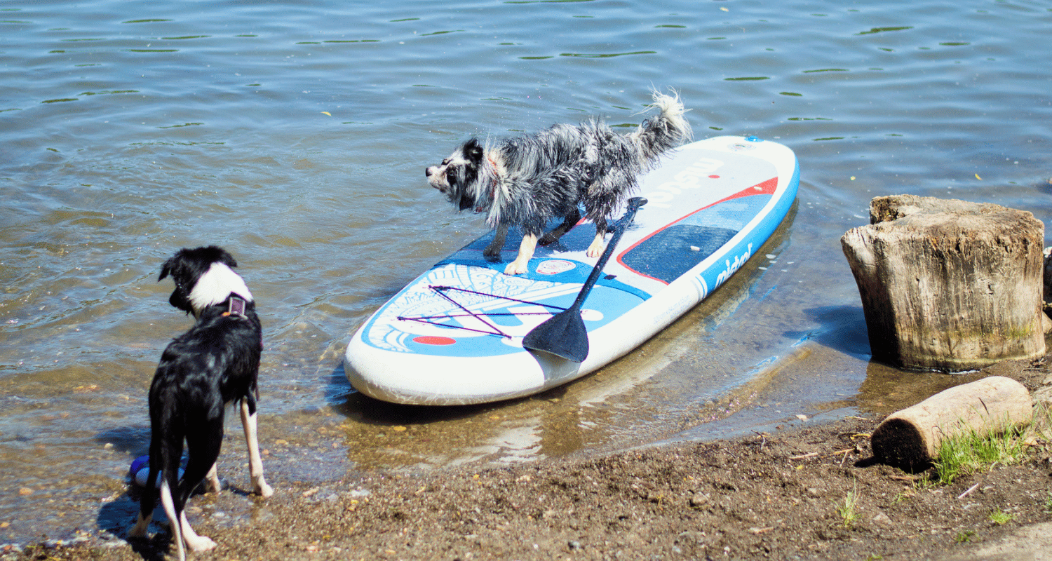 Paddleboard so psom: ako na to, aby ste si to užili obaja