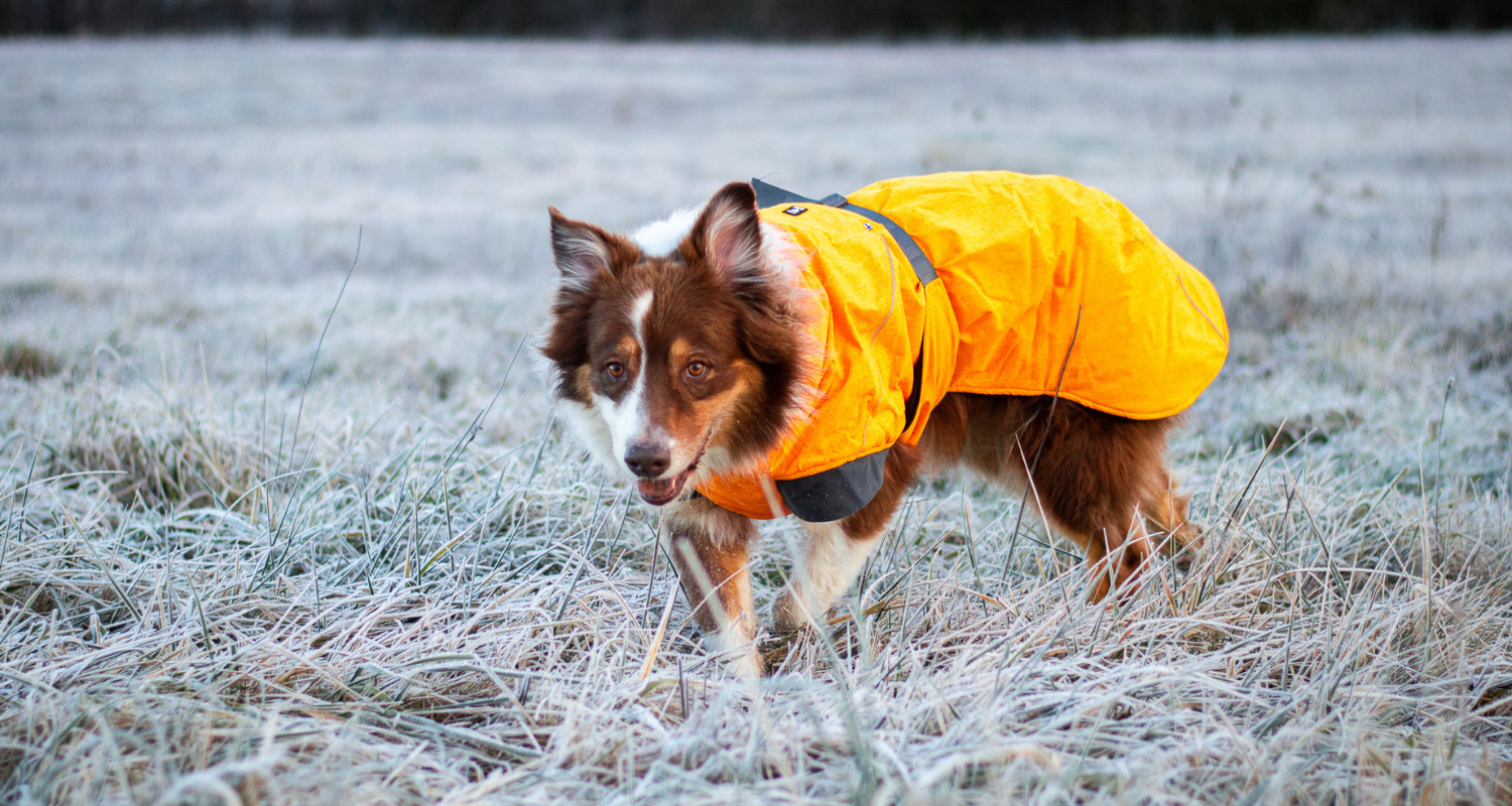 5 najčastejších chýb pri výbere oblečenia pre psa