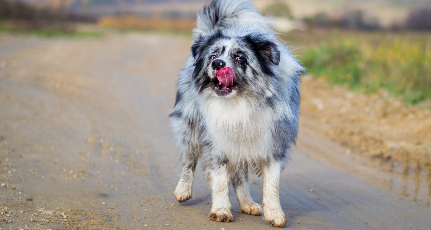 Nechce piť vodu? 4 spoľahlivé triky pre hydratáciu psa