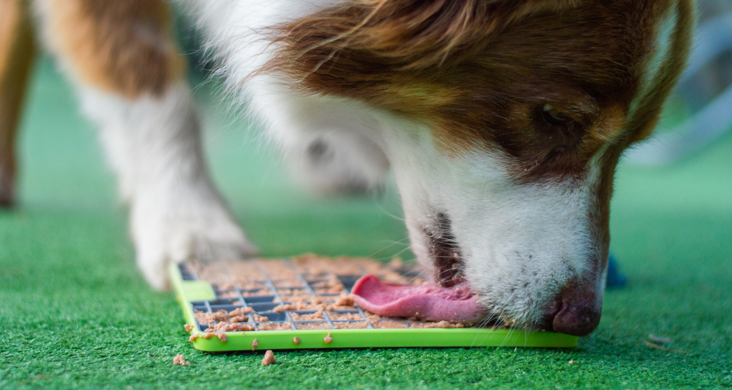 Čo je to enrichment pre psov a prečo by nemal chýbať v ich živote